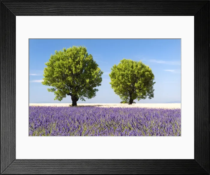 Framed Print : Two trees in a lavender field, Provence, France