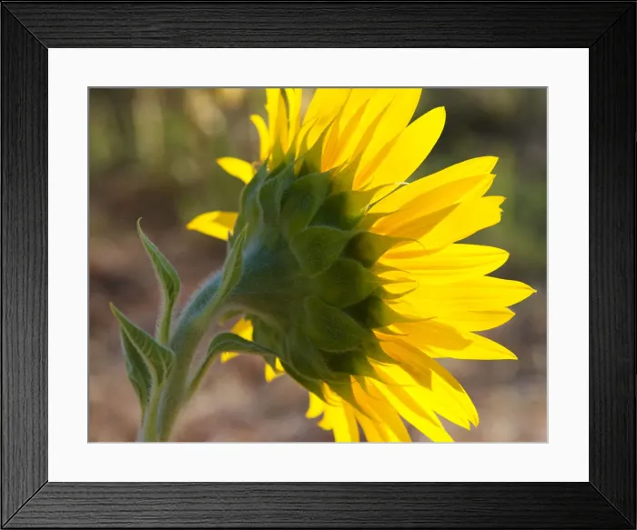 Framed Print : Sunflower in the morning light, Provence, France