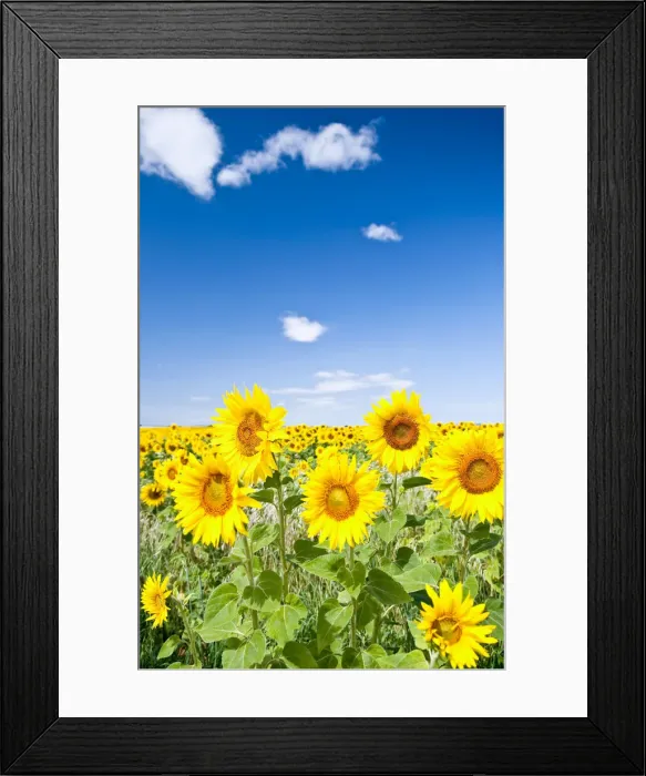 Framed Print : Field of sunflowers, Provence, France