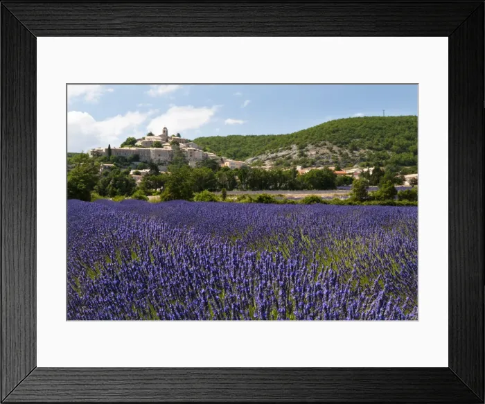 Framed Print : Lavender fields at Banon, Provence, France Framed Print : Lavender fields at Banon, Provence, France