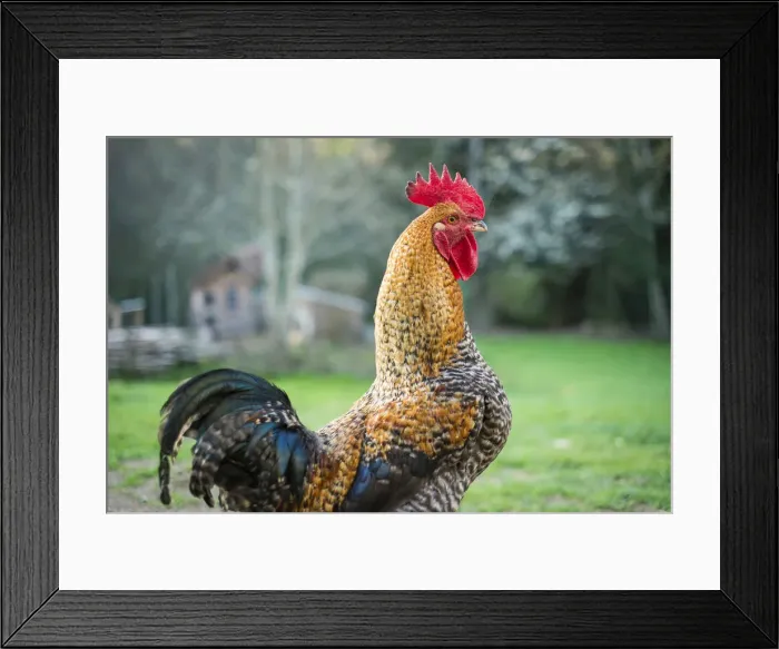 Framed Print : Rooster, male chicken on free range poultry farm, La Creuse, Limousin, France Framed Print : Rooster, male chicken on free range poultry farm, La Creuse, Limousin, France