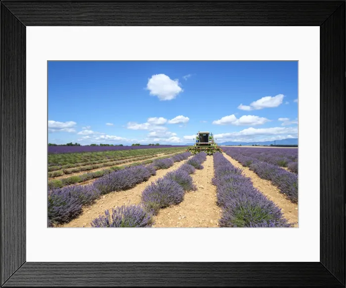 Framed Print : Lavender fields in Provence in height of bloom in early July as workers begin harvesting Framed Print : Lavender fields in Provence in height of bloom in early July as workers begin harvesting