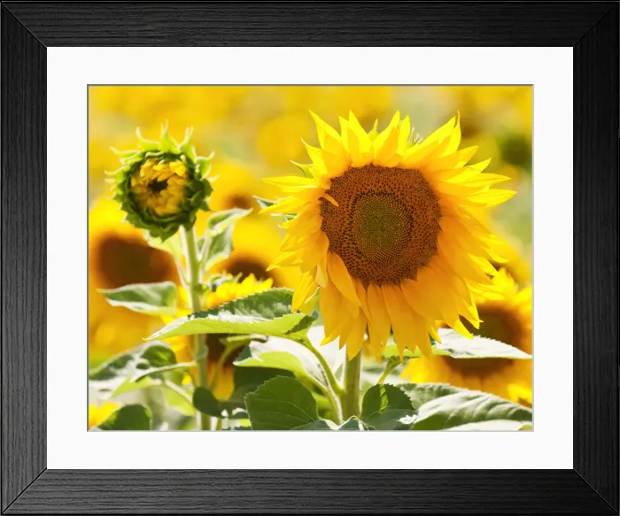 Framed Print : Close-up of a sunflower, Provence, France Framed Print : Close-up of a sunflower, Provence, France