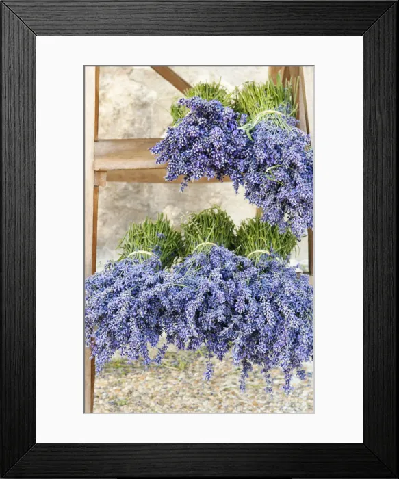 Framed Print : Lavender bundles for sale outside of a shop in Sault, Provence, France Framed Print : Lavender bundles for sale outside of a shop in Sault, Provence, France