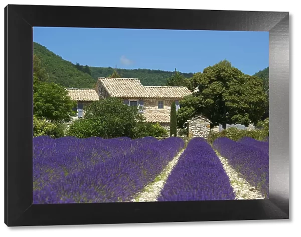 Lavender near Banon, Provence, Provence-Alpes-Cote d Azur, France
