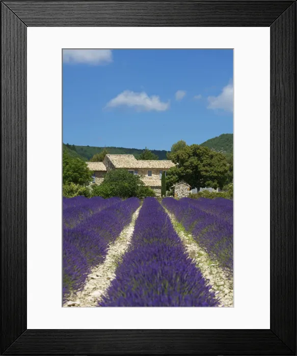 Framed Print : Lavender near Banon, Provence, Provence-Alpes-Cote d Azur, France Framed Print : Lavender near Banon, Provence, Provence-Alpes-Cote d Azur, France