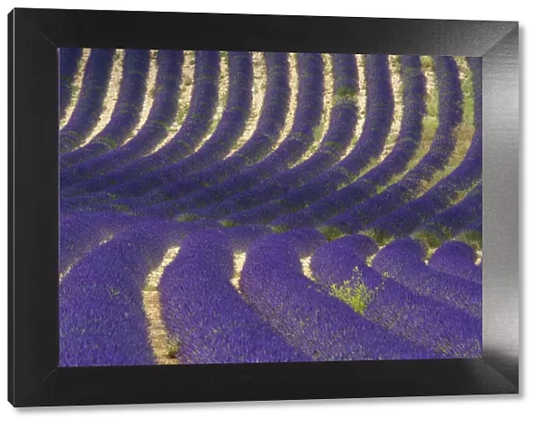 Lavender near Banon, Provence, Provence-Alpes-Cote d Azur, France