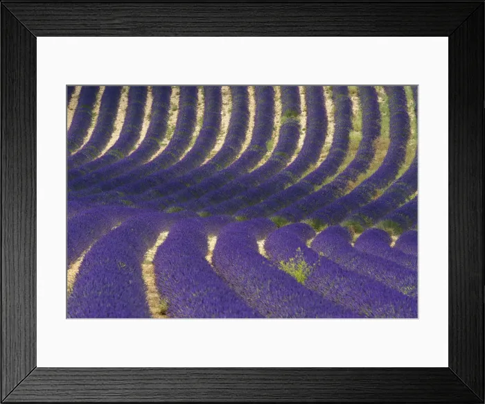 Framed Print : Lavender near Banon, Provence, Provence-Alpes-Cote d Azur, France Framed Print : Lavender near Banon, Provence, Provence-Alpes-Cote d Azur, France