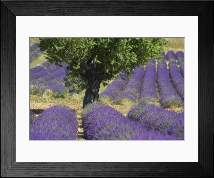 Framed Print : Lavender near Banon, Provence, Provence-Alpes-Cote d Azur, France Framed Print : Lavender near Banon, Provence, Provence-Alpes-Cote d Azur, France