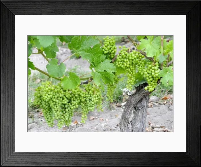 Framed Print : Grapevine, Bordeaux, France Framed Print : Grapevine, Bordeaux, France