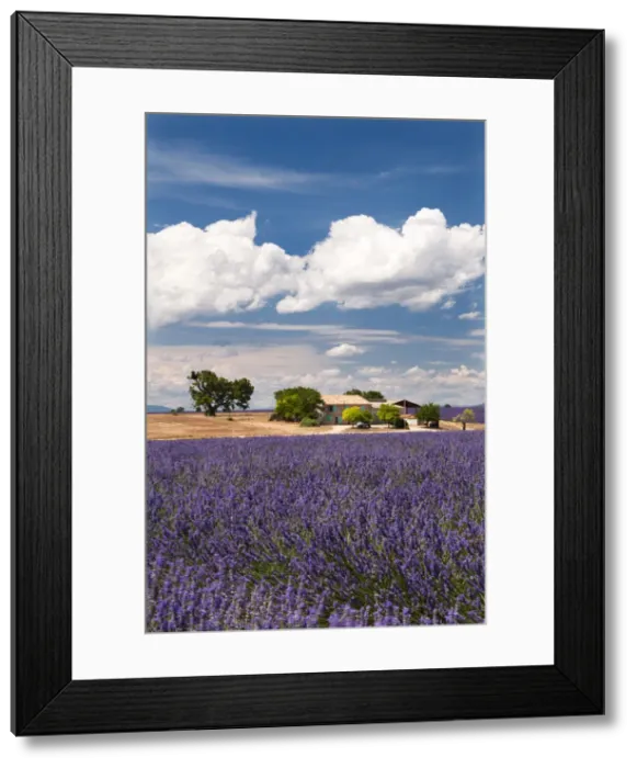 Framed Print : Farmhouse in a lavender field, Provence, France Framed Print : Farmhouse in a lavender field, Provence, France