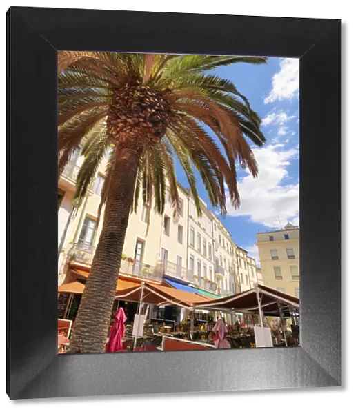 France, Provence, Nimes, Palm tree in town square
