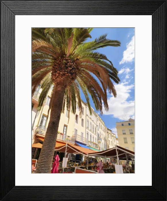 Framed Print : France, Provence, Nimes, Palm tree in town square Framed Print : France, Provence, Nimes, Palm tree in town square
