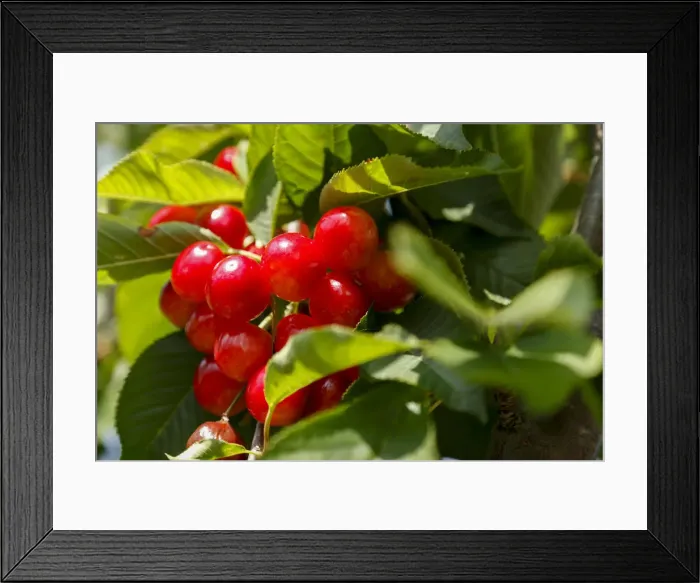 Framed Print : France, Vaucluse, Parc Naturel Regional du Luberon (Regional Natural Park of Luberon) Framed Print : France, Vaucluse, Parc Naturel Regional du Luberon (Regional Natural Park of Luberon)