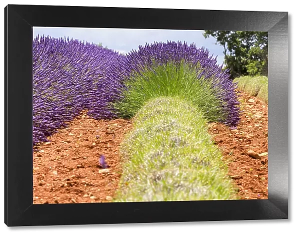 France, Provence, Alpes-de-Haute-Provence: Lavender at the Plateau de Valensole