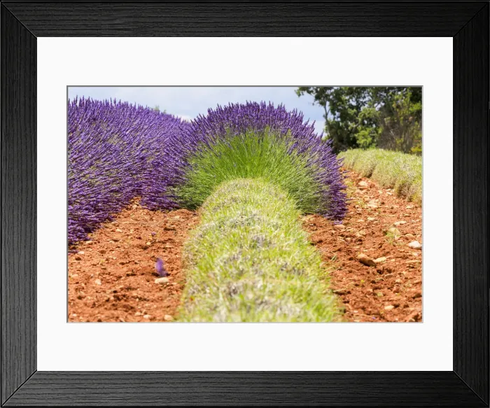 Framed Print : France, Provence, Alpes-de-Haute-Provence: Lavender at the Plateau de Valensole Framed Print : France, Provence, Alpes-de-Haute-Provence: Lavender at the Plateau de Valensole