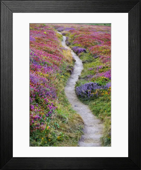 Framed Print : France, Brittany, cote d armor, cap Frehal, pathway through heather Framed Print : France, Brittany, cote d armor, cap Frehal, pathway through heather