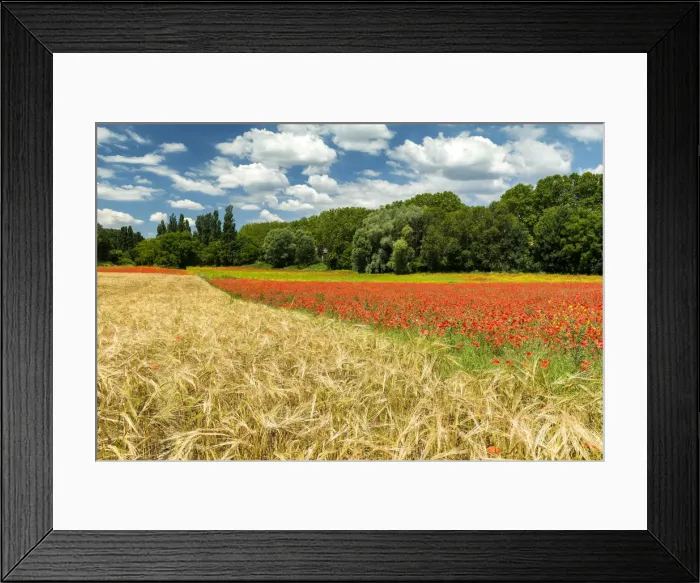 Framed Print : Field of Wild Poppies & Wheat, near Apt, Provence, France Framed Print : Field of Wild Poppies & Wheat, near Apt, Provence, France
