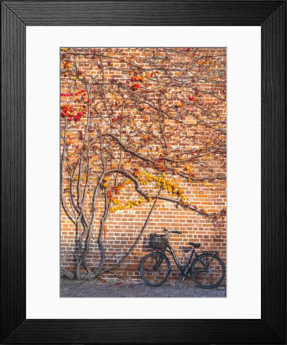 Framed Print : Copenhagen, Hovedstaden, Denmark, Northern Europe. Climbing grass on a brick wall Framed Print : Copenhagen, Hovedstaden, Denmark, Northern Europe. Climbing grass on a brick wall
