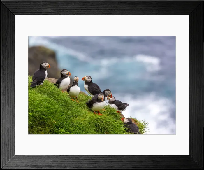 Framed Print : Puffin birds in Mykines, Faroe Islands, Europe Framed Print : Puffin birds in Mykines, Faroe Islands, Europe