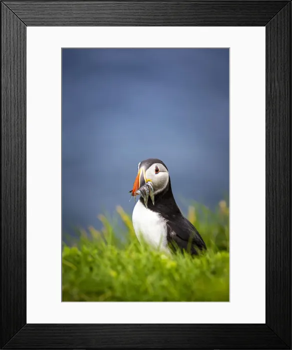 Framed Print : Puffin bird with catch in Mykines, Faroe Islands, Europe with catch in Mykines, Faroe Framed Print : Puffin bird with catch in Mykines, Faroe Islands, Europe with catch in Mykines, Faroe