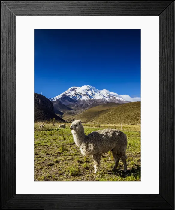 Framed Print : Alpaca and Chimborazo Volcano, Chimborazo Province, Ecuador Framed Print : Alpaca and Chimborazo Volcano, Chimborazo Province, Ecuador