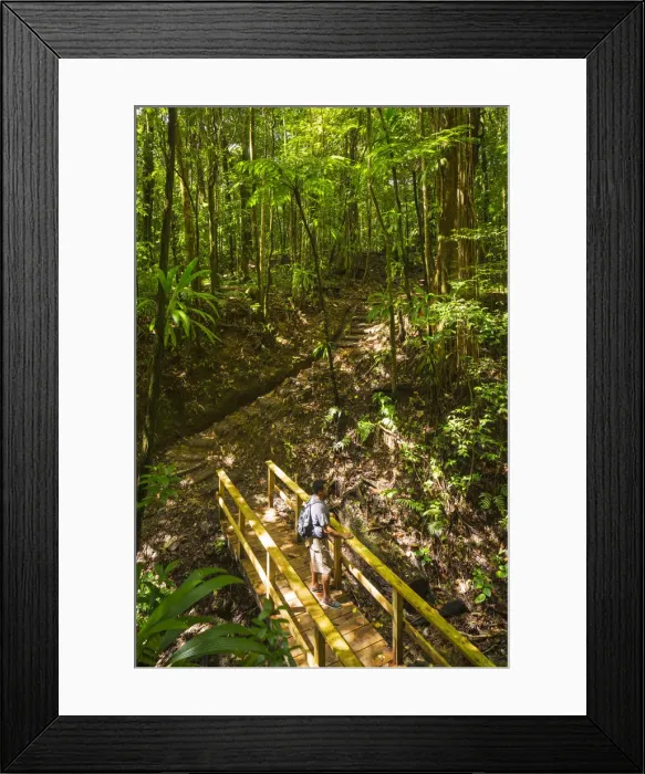 Framed Print : Dominica, Laudat. Respected Dominican Guide, Jenner Robinson, on the trail to Middleham