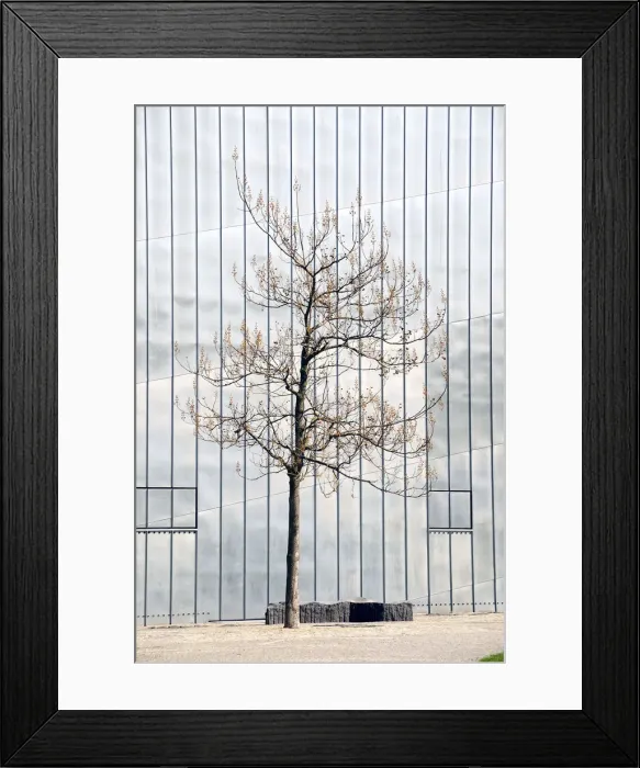 Framed Print : A lonely tree in front of the Jewish Museum Framed Print : A lonely tree in front of the Jewish Museum
