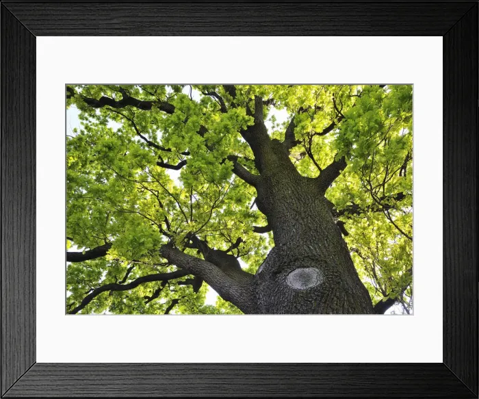 Framed Print : Oak tree in the Spring. Dresden, Germany