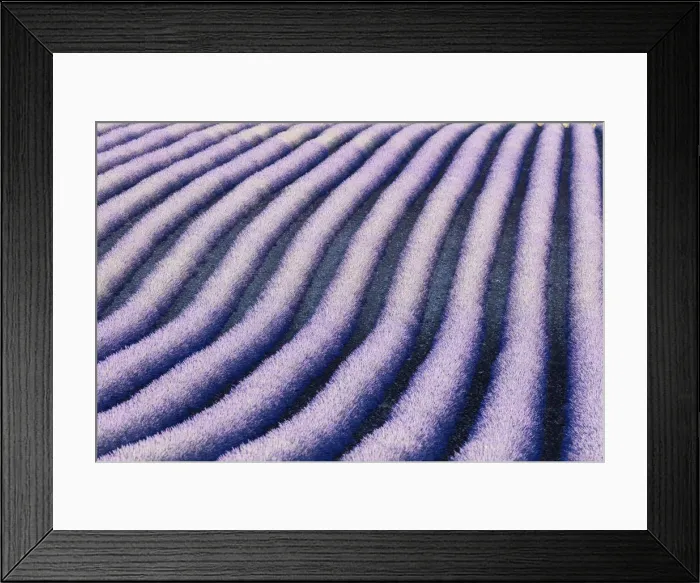 Framed Print : France, Provence Alps Cote d Azur, Haute Provence, rows of lavender on Valensole Framed Print : France, Provence Alps Cote d Azur, Haute Provence, rows of lavender on Valensole