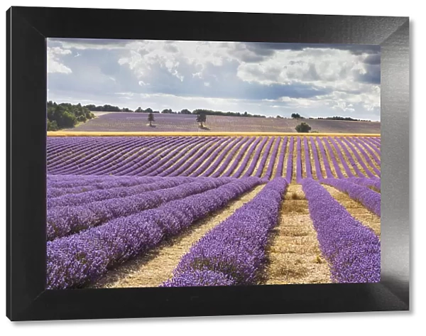 France, Provence Alps Cote d Azur, Haute Provence, rows of lavender near Sault