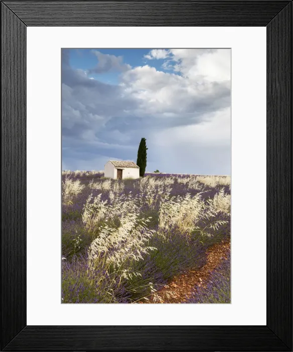 Framed Print : France, Provence Alps Cote d Azur, Haute Provence, old stone barn and cypress Framed Print : France, Provence Alps Cote d Azur, Haute Provence, old stone barn and cypress