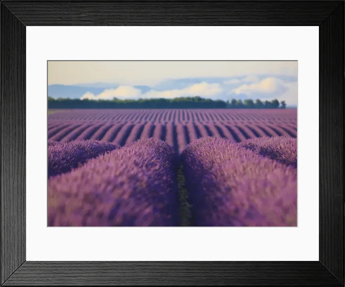 Framed Print : France, Provence-Alpes-Cote d Azur, Plateau of Valensole, Lavender Field and fog Framed Print : France, Provence-Alpes-Cote d Azur, Plateau of Valensole, Lavender Field and fog