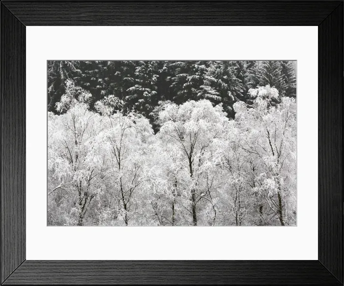 Framed Print : United Kingdom, UK, Scotland, A group of Silver birches covered in snow Framed Print : United Kingdom, UK, Scotland, A group of Silver birches covered in snow