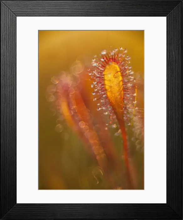 Framed Print : Estonia, Jarva county county, Foggy summer sunrise in Kakerdaja bog Framed Print : Estonia, Jarva county county, Foggy summer sunrise in Kakerdaja bog