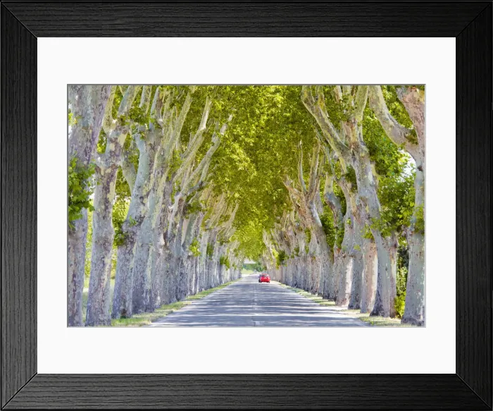 Framed Print : Road Lined with Plain Trees, Saint Remy de Provence, France Framed Print : Road Lined with Plain Trees, Saint Remy de Provence, France