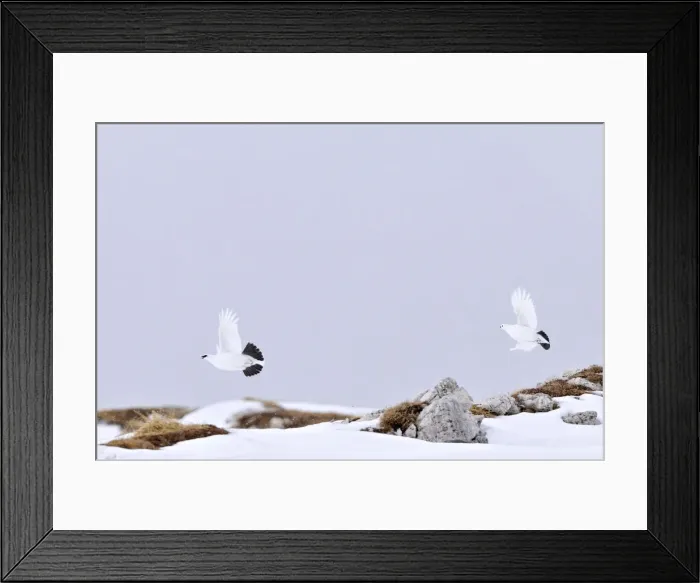 Framed Print : Italy, Trentino Alto Adige, Rock Ptarmigan (Lagopus mutus) Framed Print : Italy, Trentino Alto Adige, Rock Ptarmigan (Lagopus mutus)