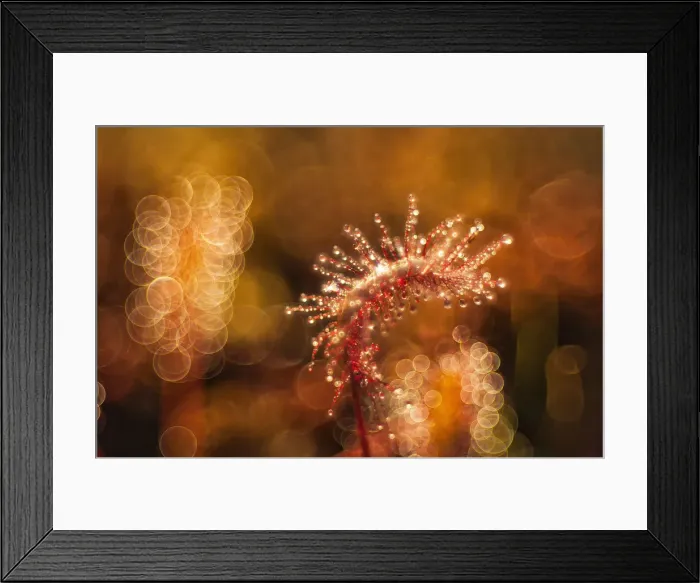 Framed Print : Estonia, Jarva county, Foggy summer sunrise in Kakerdaja bog Framed Print : Estonia, Jarva county, Foggy summer sunrise in Kakerdaja bog