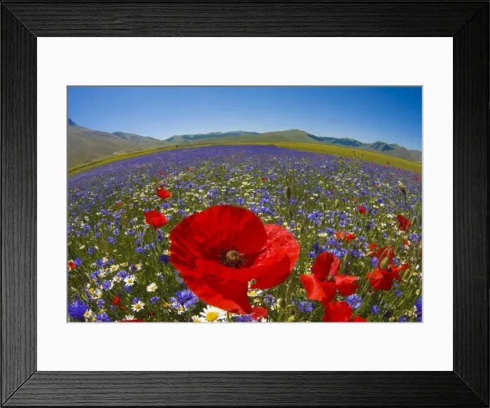 Framed Print : Italy, Umbria, Flowers fields in Castelluccio di Norcia Framed Print : Italy, Umbria, Flowers fields in Castelluccio di Norcia