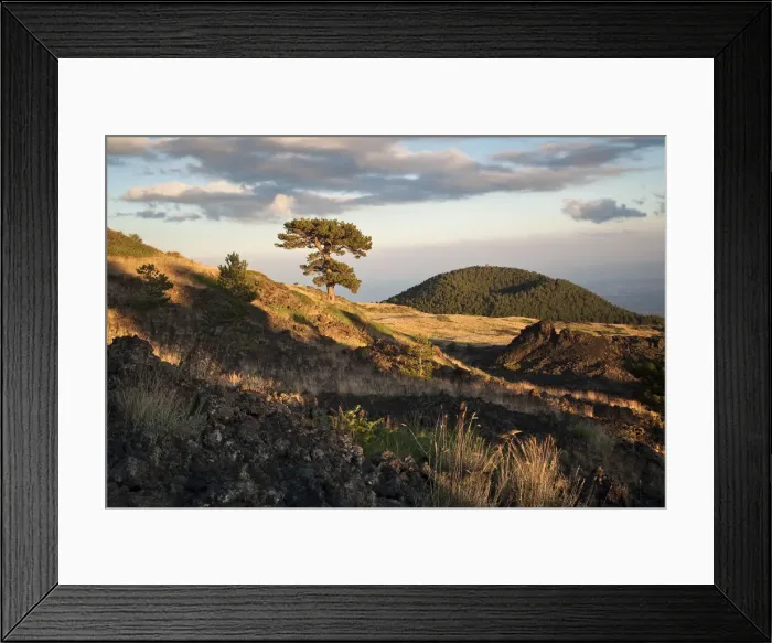 Framed Print : Italy, Sicily, Mt. Etna, A black pine trees on the slopes of Monte Nero degli Zappini Framed Print : Italy, Sicily, Mt. Etna, A black pine trees on the slopes of Monte Nero degli Zappini