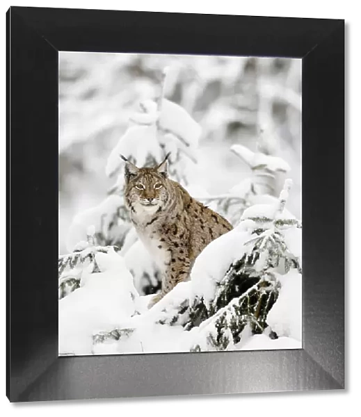 Germany, Bavaria, Linci, Lynx in the forest under an intense snowfall