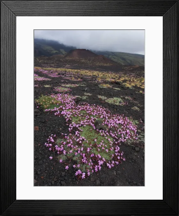 Framed Print : Italy, Sicily, Mt. Etna, Flowering of Saponaria Aetnensis, in the background Framed Print : Italy, Sicily, Mt. Etna, Flowering of Saponaria Aetnensis, in the background