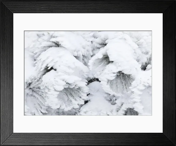 Framed Print : Italy, Tuscany, Plants covered by ice Framed Print : Italy, Tuscany, Plants covered by ice