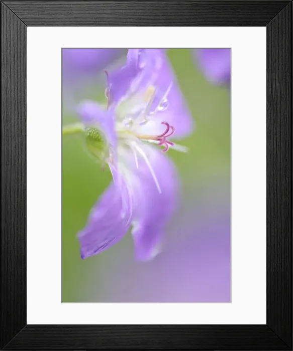 Framed Print : Italy, Veneto, Wood Crane s-bill Framed Print : Italy, Veneto, Wood Crane s-bill