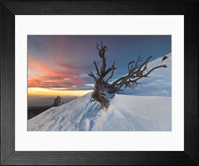 Framed Print : Italy, Sicily, the skeleton of a pine tree on the snowy slopes of Monte Nero degli Framed Print : Italy, Sicily, the skeleton of a pine tree on the snowy slopes of Monte Nero degli