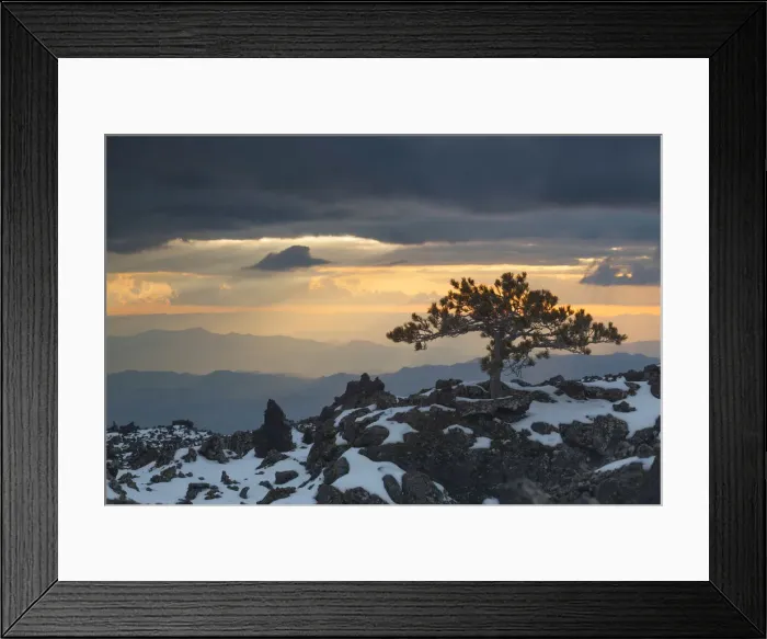 Framed Print : Italy, Sicily, pine tree which grew up in the ancient lava on the western slopes of Etna Framed Print : Italy, Sicily, pine tree which grew up in the ancient lava on the western slopes of Etna