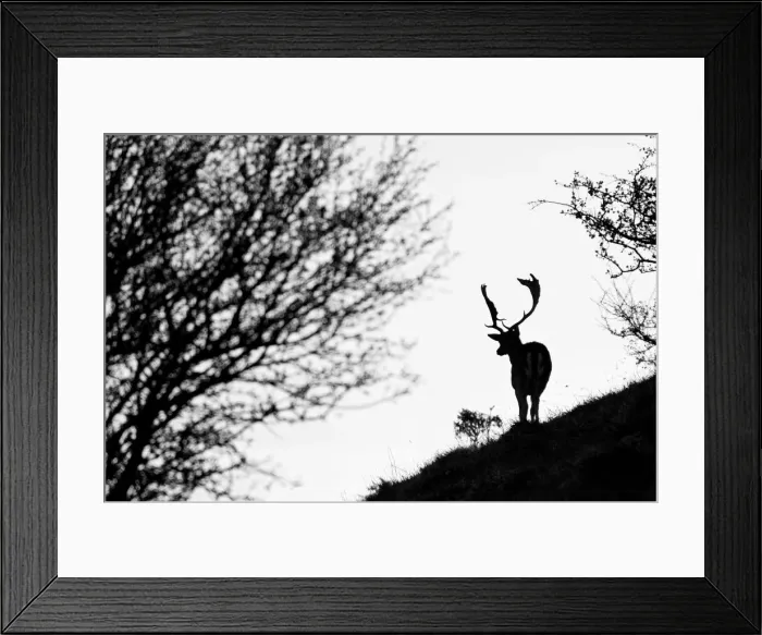 Framed Print : Italy, Tuscany, Parco Nazionale delle Foreste Casentinesi-Monte Falterona-Campigna Framed Print : Italy, Tuscany, Parco Nazionale delle Foreste Casentinesi-Monte Falterona-Campigna