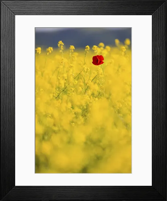 Framed Print : Italy, Umbria, Lone poppyin field of Rape Seed Framed Print : Italy, Umbria, Lone poppyin field of Rape Seed