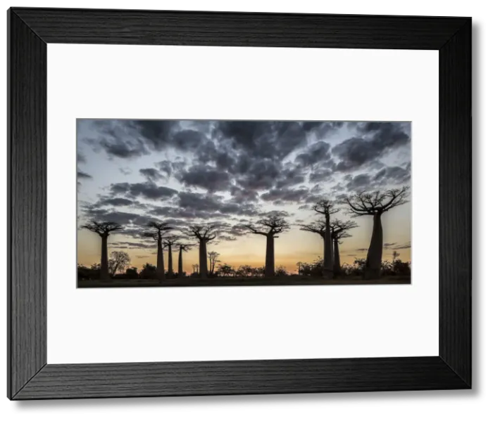 Framed Print : Madagascar, Morondava, Les Allazae des Baobabs at sundown Framed Print : Madagascar, Morondava, Les Allazae des Baobabs at sundown