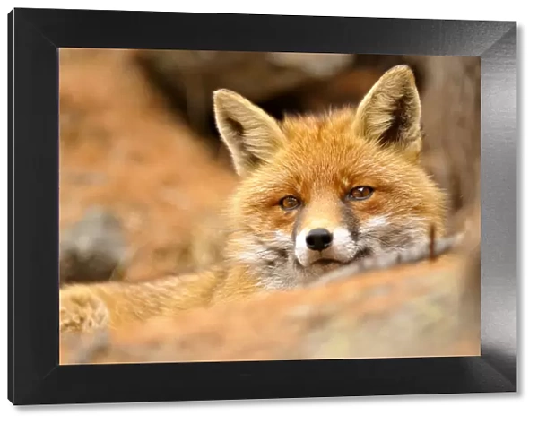 Italy, Veneto, portrait of red fox